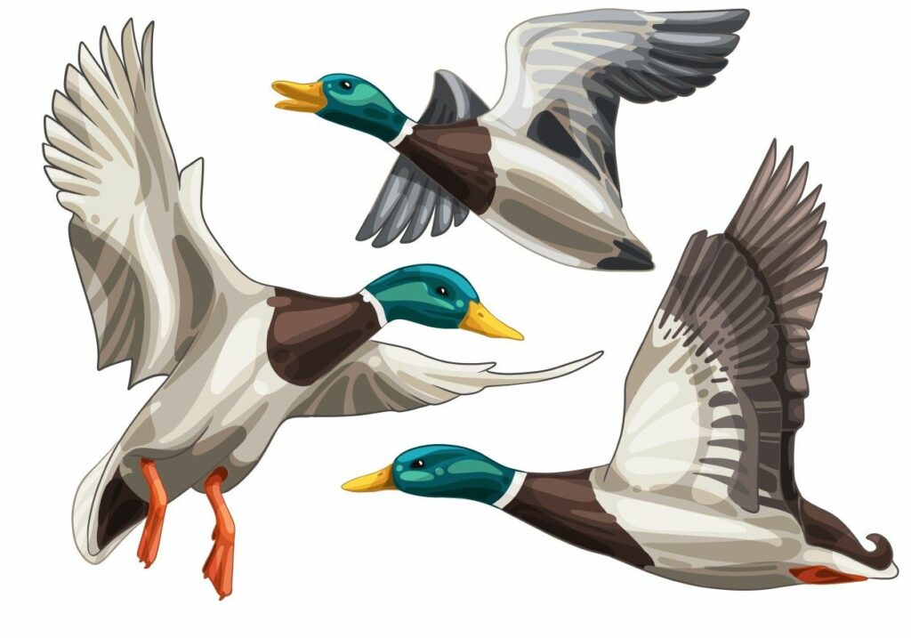 Duck Tattoo 76