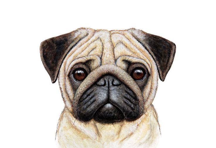 Pug Tattoos 166