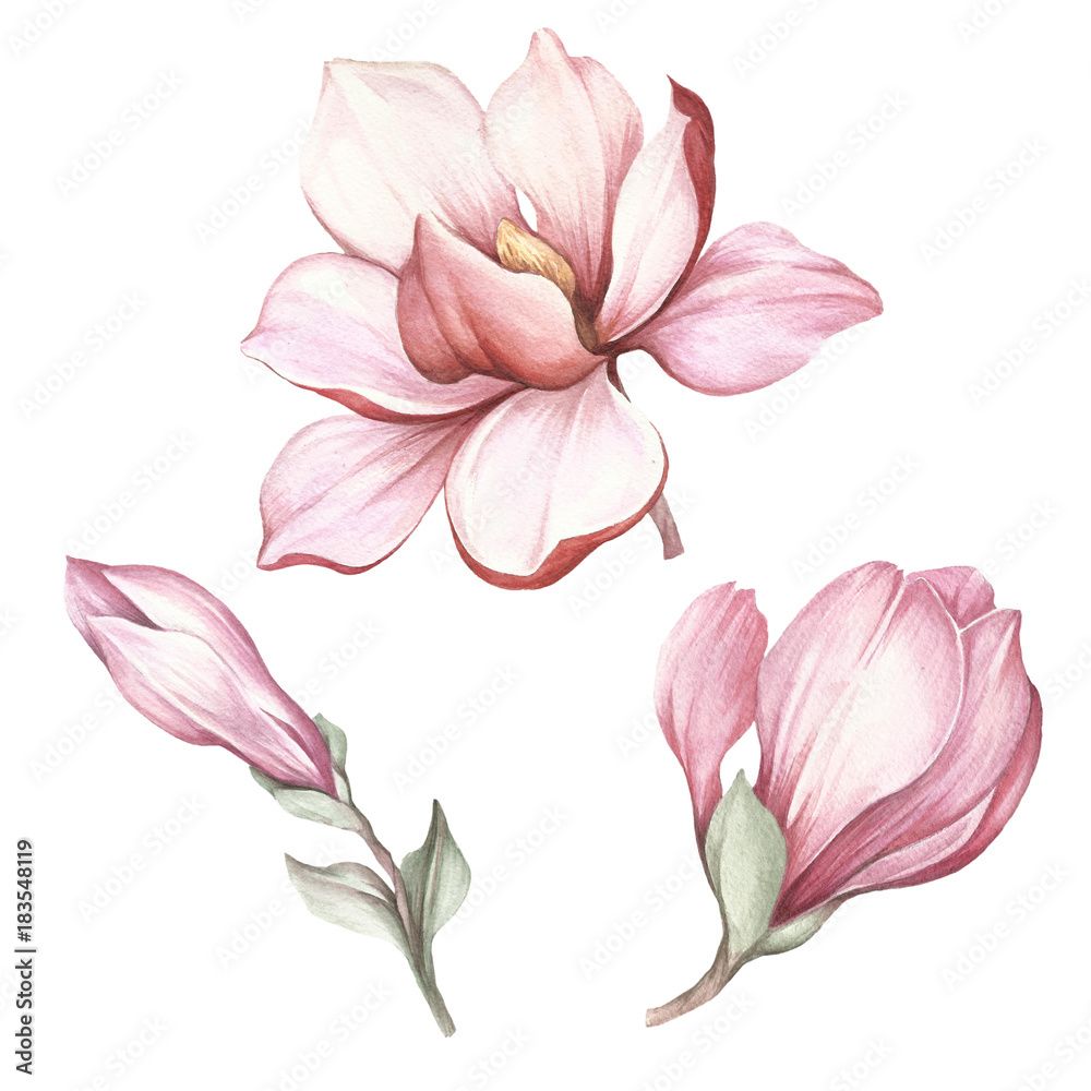 Magnolia Tattoo 112