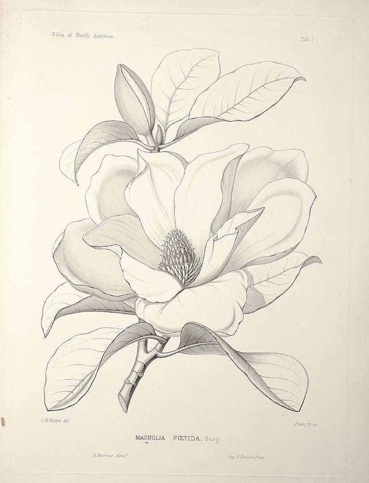 Magnolia Tattoo 124