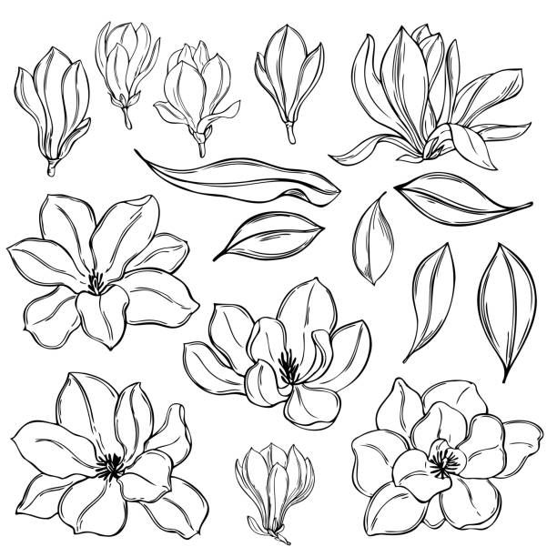 Hand Drawn Magnolia Flowers On White Background. Vector Sketch Illustration.