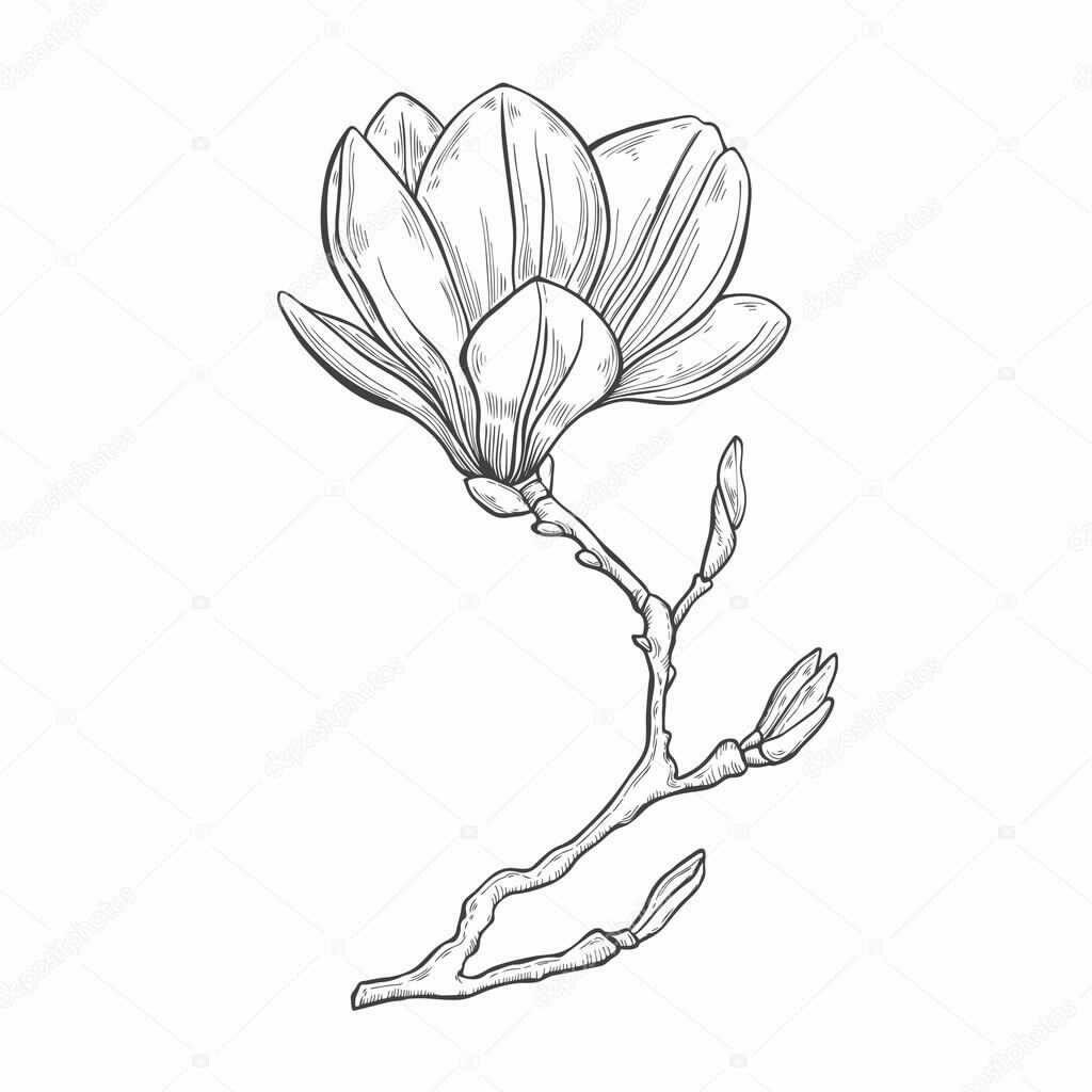 Magnolia Tattoo 184