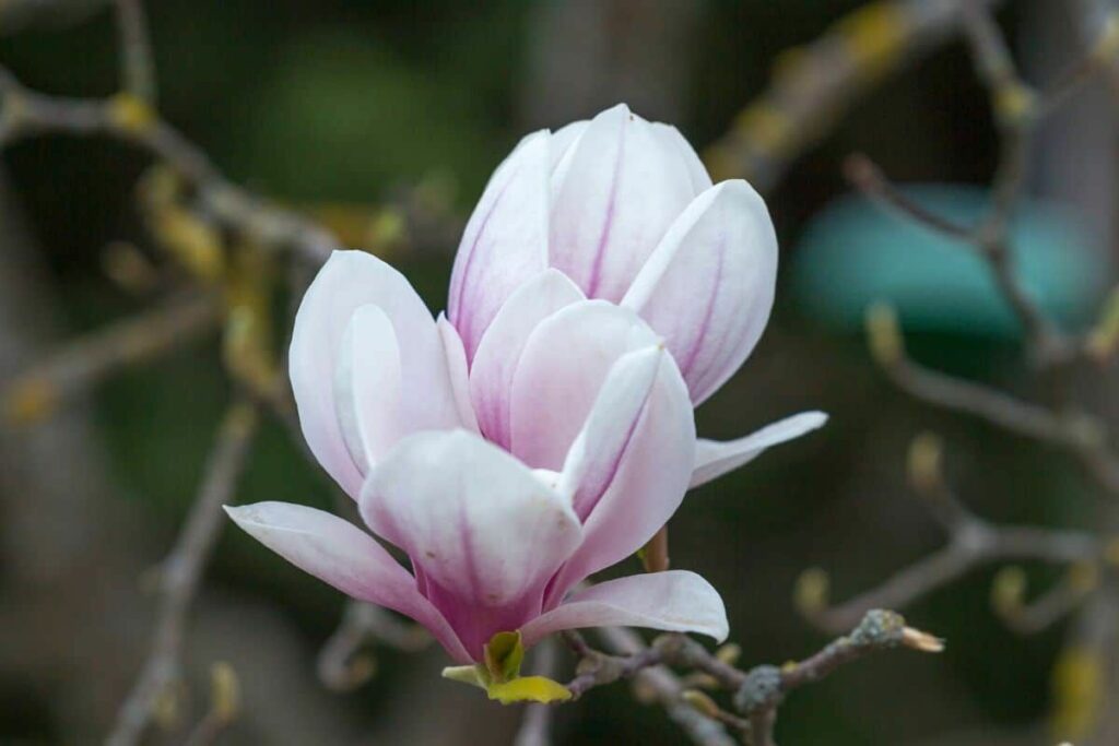Magnolia Tattoo 234