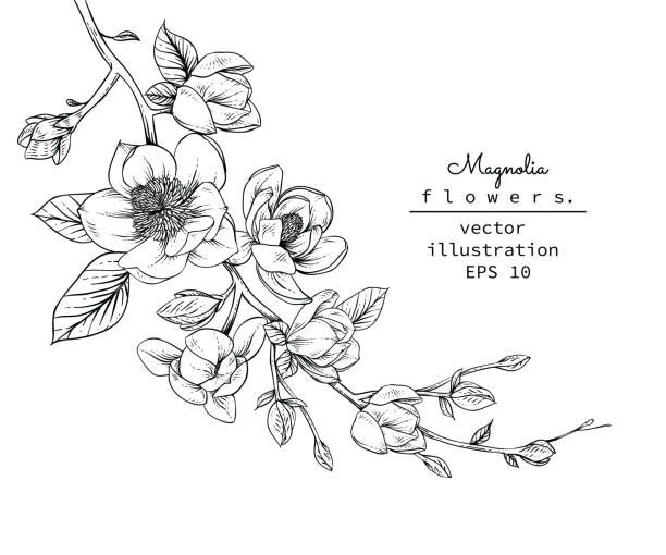 Magnolia Tattoo 270