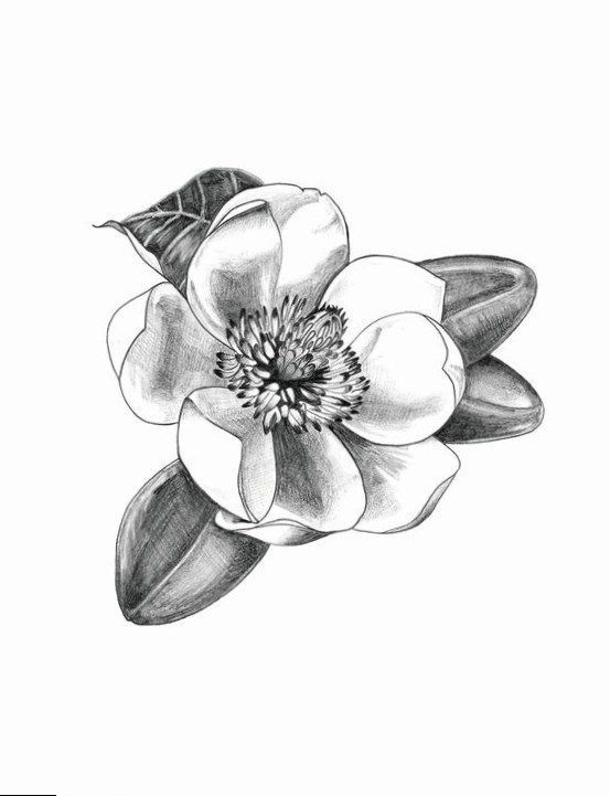 Magnolia Tattoo 297