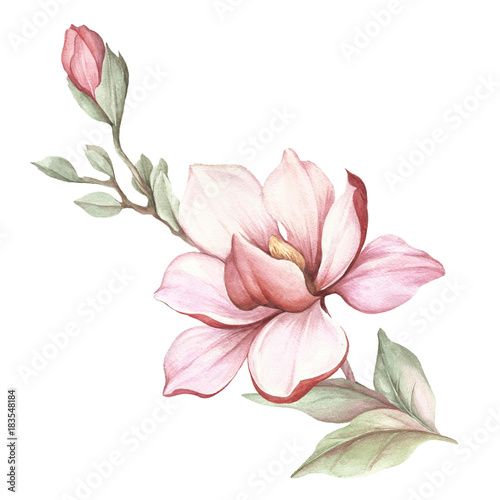 Magnolia Tattoo 343