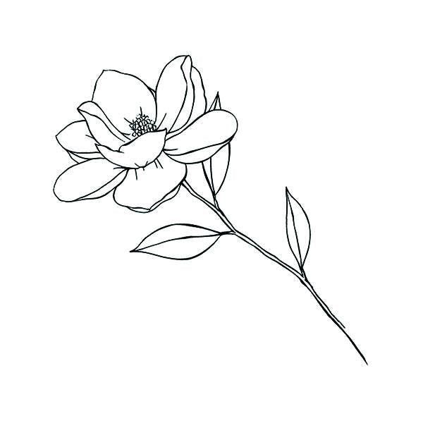 Magnolia Tattoo 360
