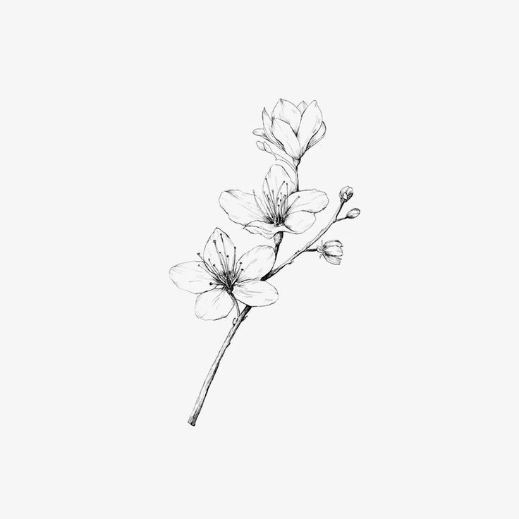 Magnolia Tattoo 369