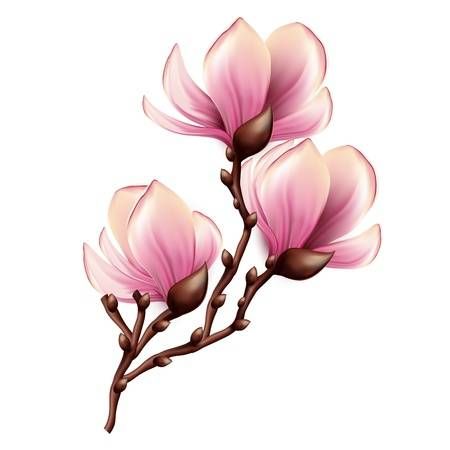 Magnolia Tattoo 373