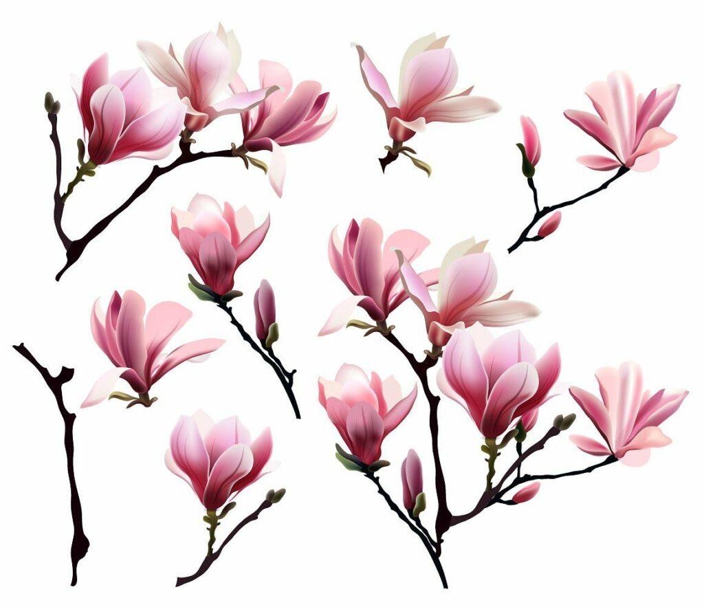 Magnolia Tattoo 85