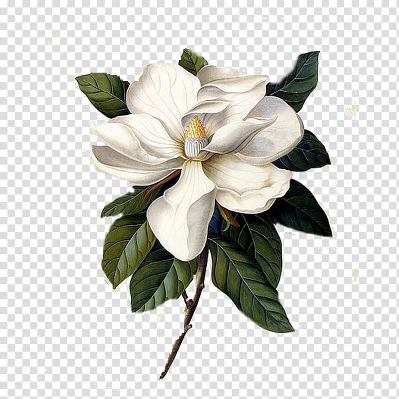 Magnolia Tattoo 90