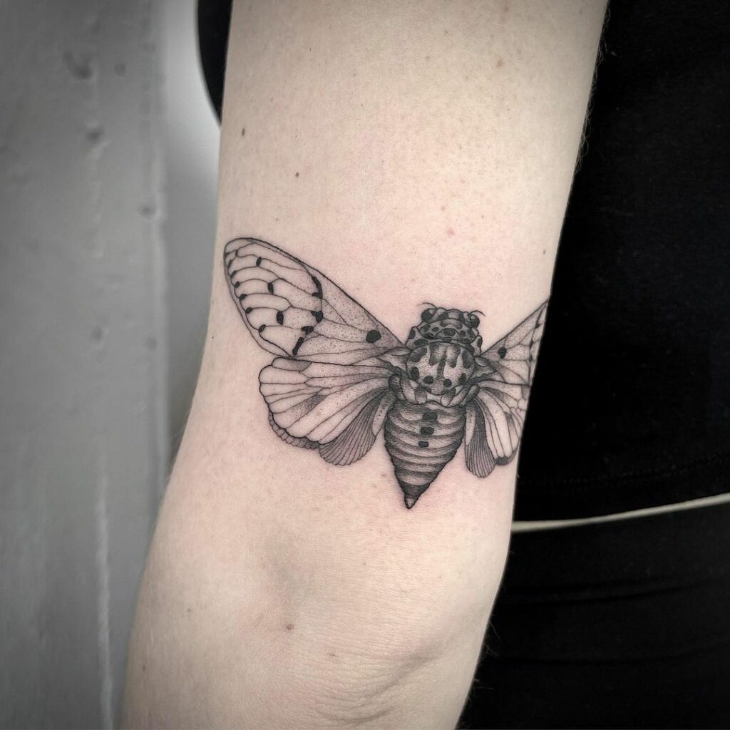 Cicada Tattoos 101