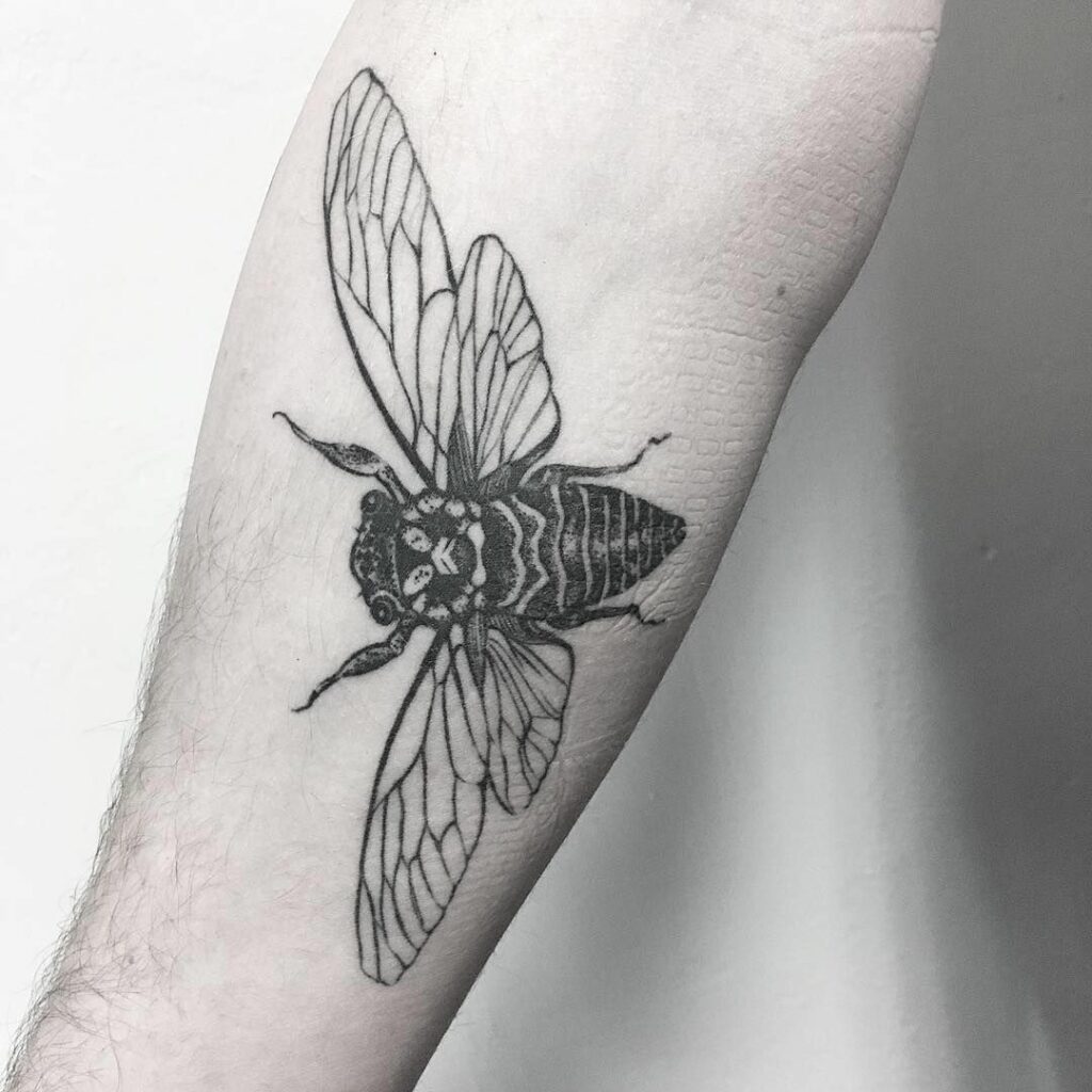 Cicada Tattoos 102