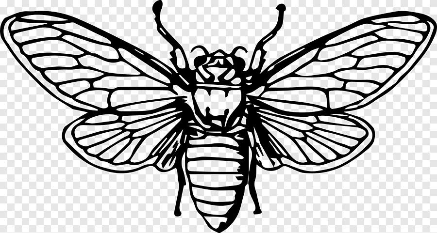 Cicada Tattoos 128