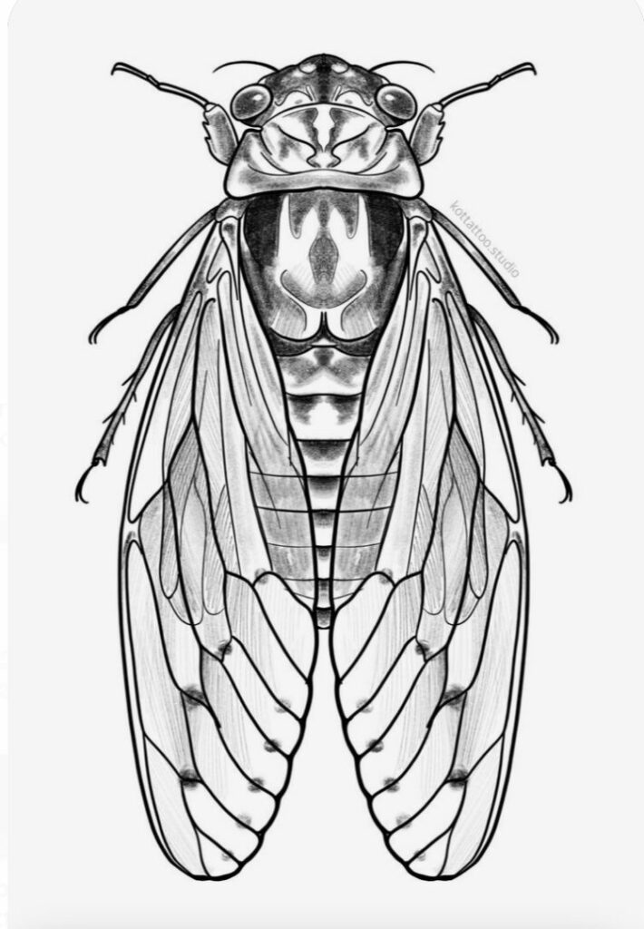 Cicada Tattoos 129
