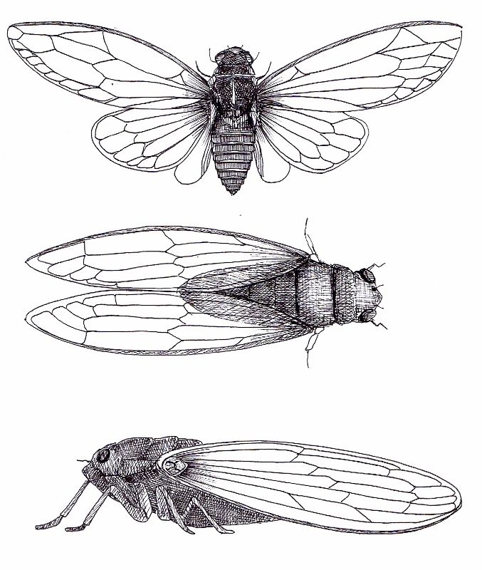Cicada Tattoos 130