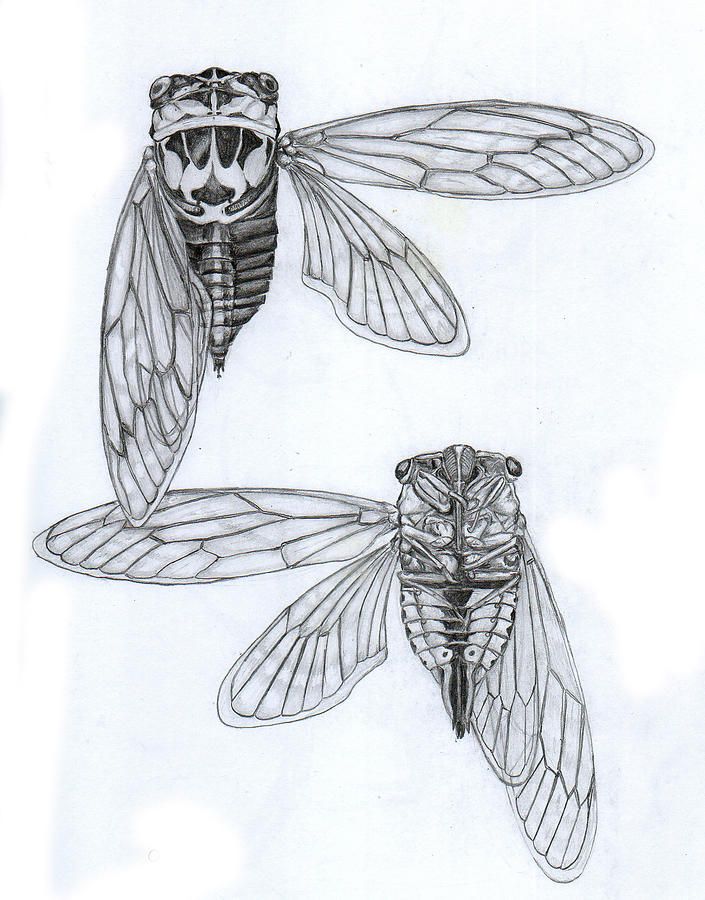 Cicada Tattoos 131