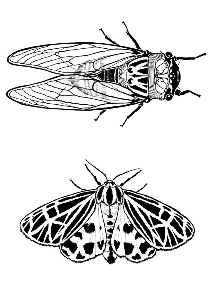 Cicada Tattoos 138