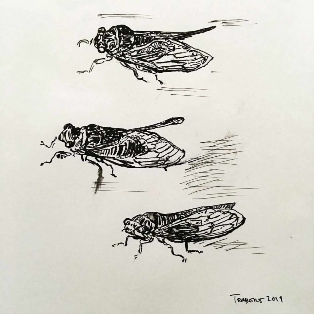 Cicada Tattoos 139