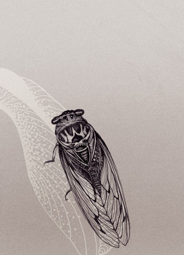 Cicada Tattoos 141