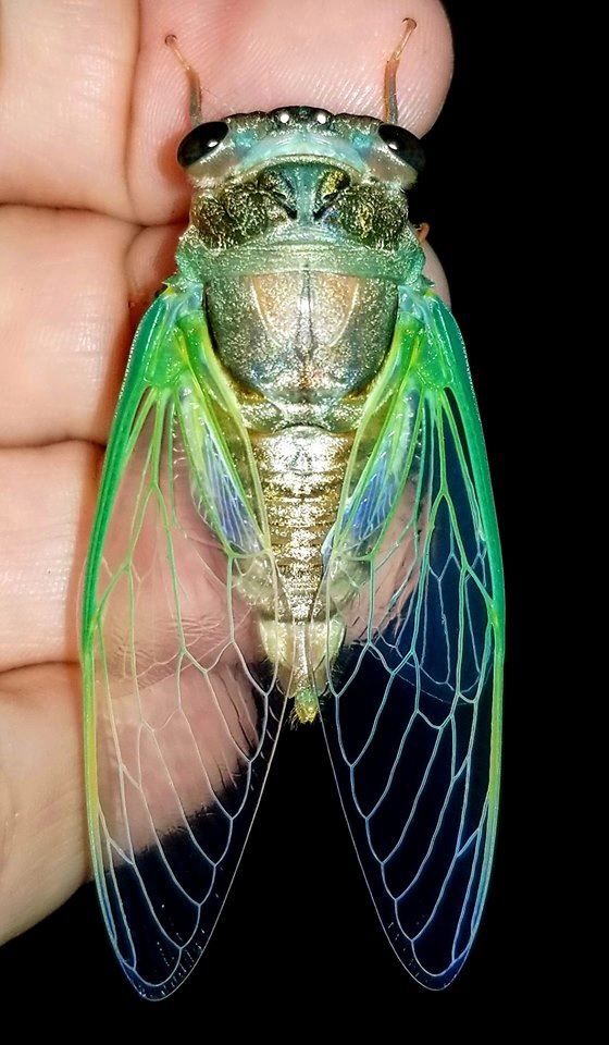 Cicada Tattoos 142