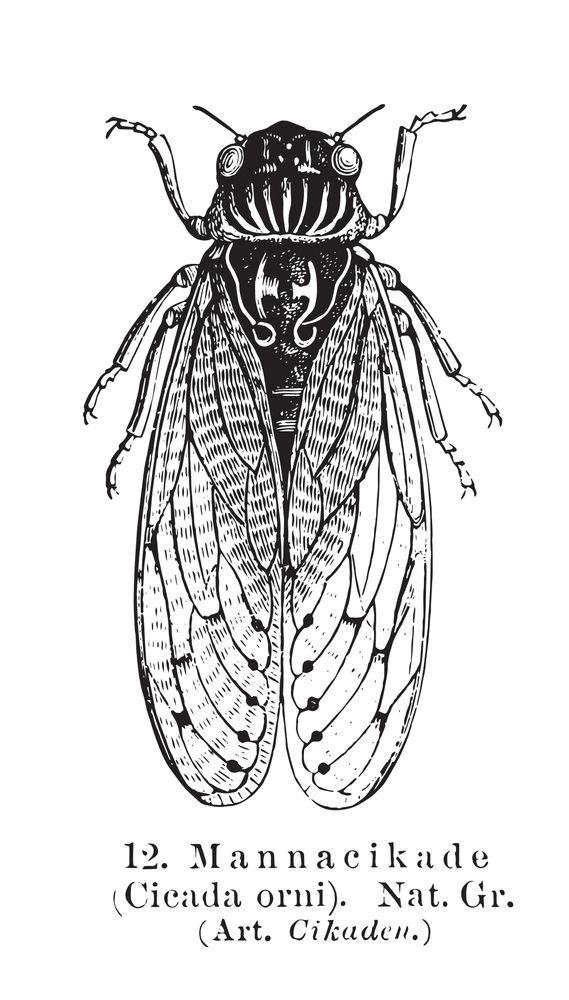 Cicada Tattoos 152