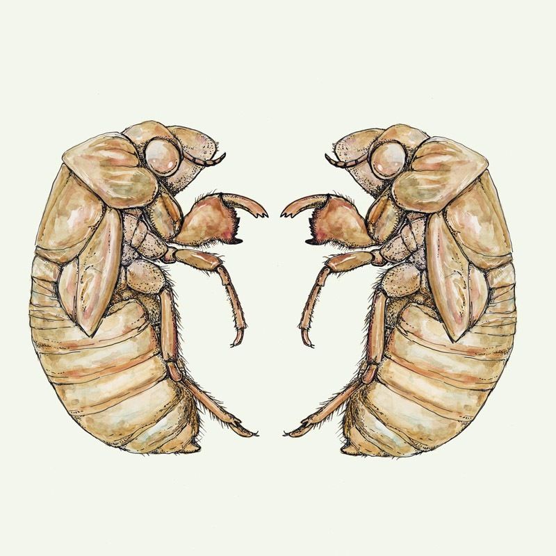Cicada Tattoos 158
