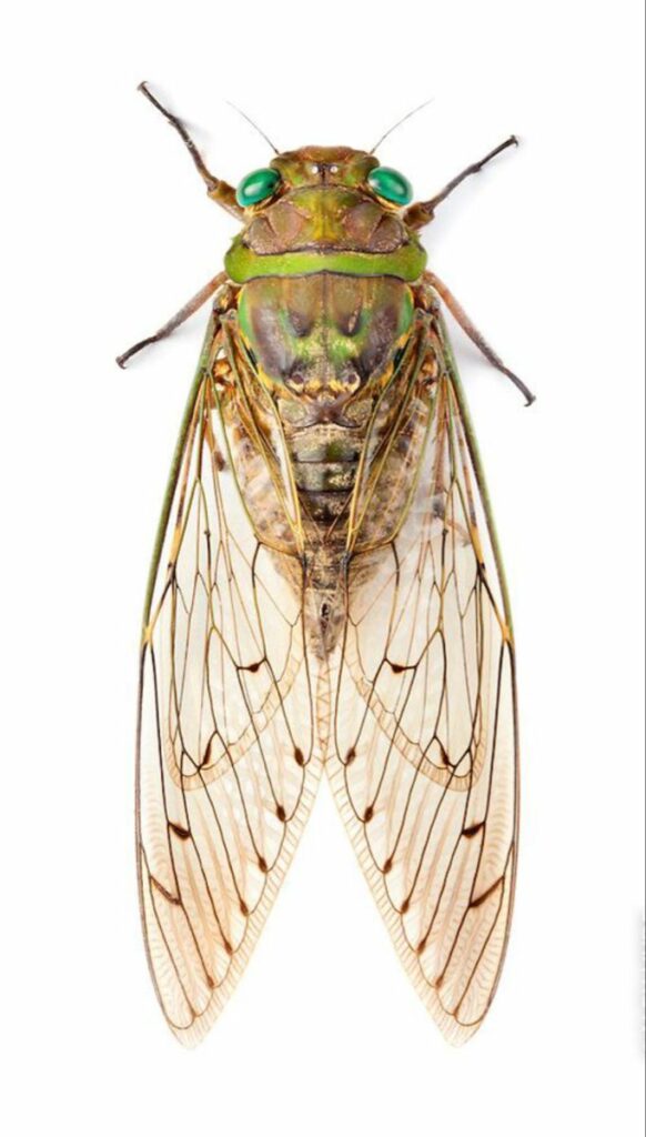 Cicada Tattoos 174