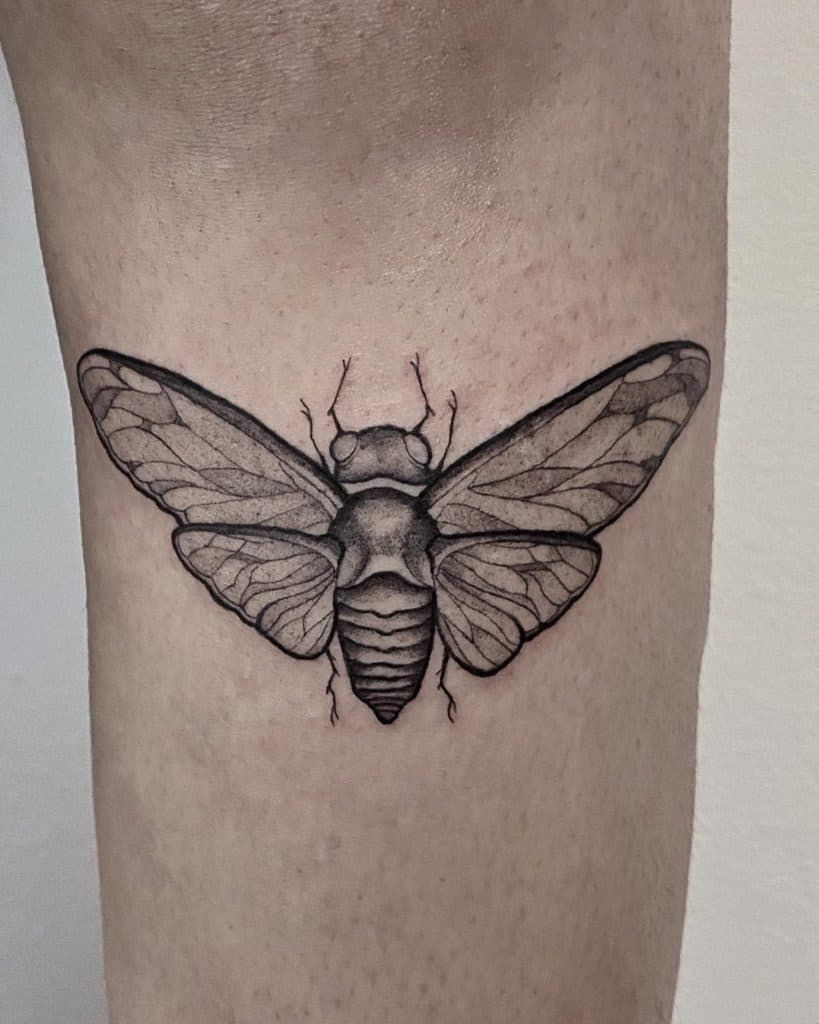 Cicada Tattoos 184