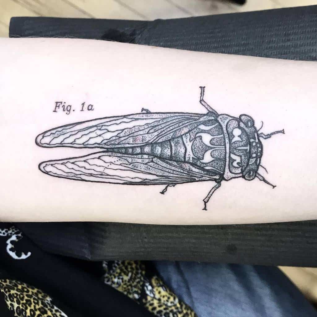 Cicada Tattoos 186