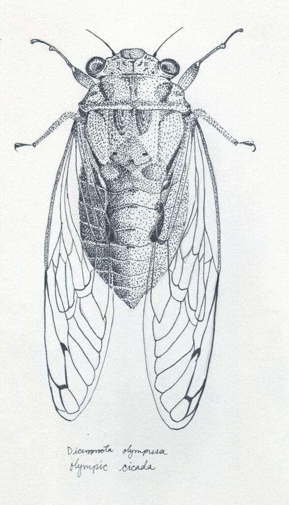Cicada Tattoos 38
