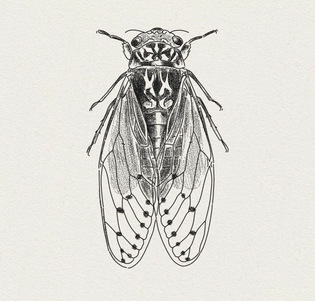 Cicada Tattoos 54