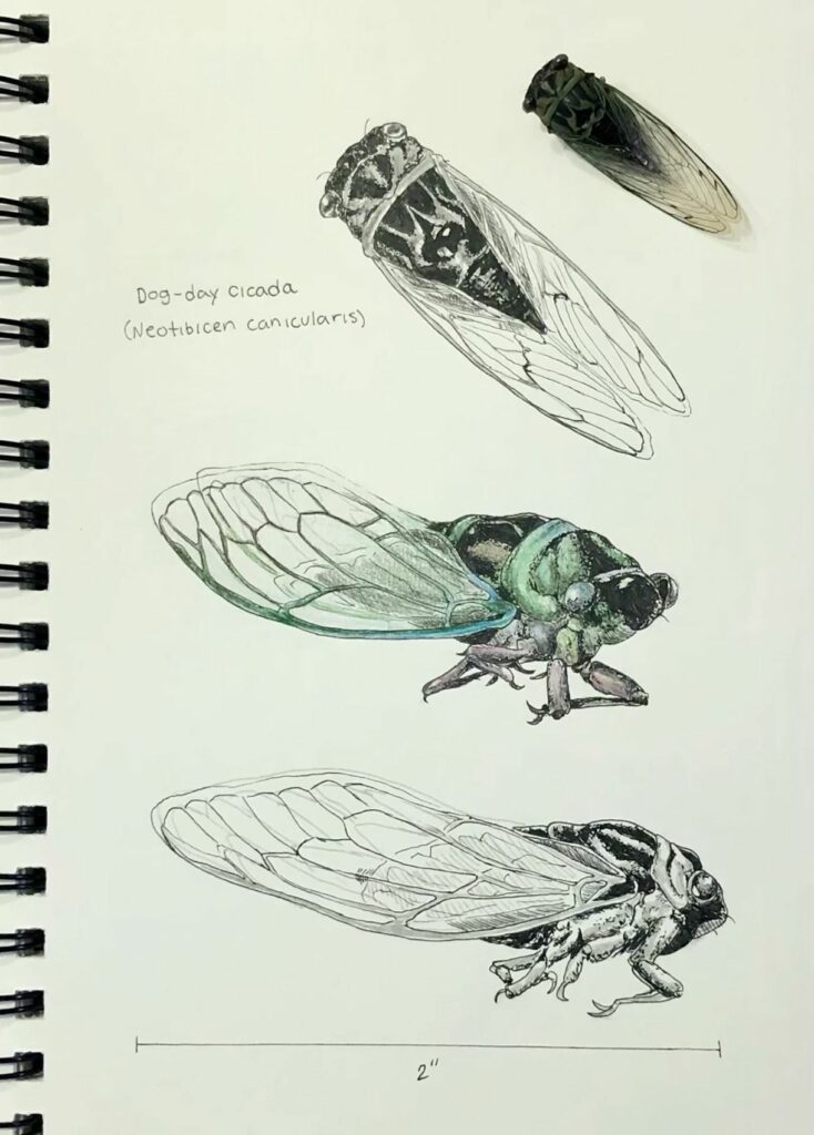 Cicada Tattoos 56