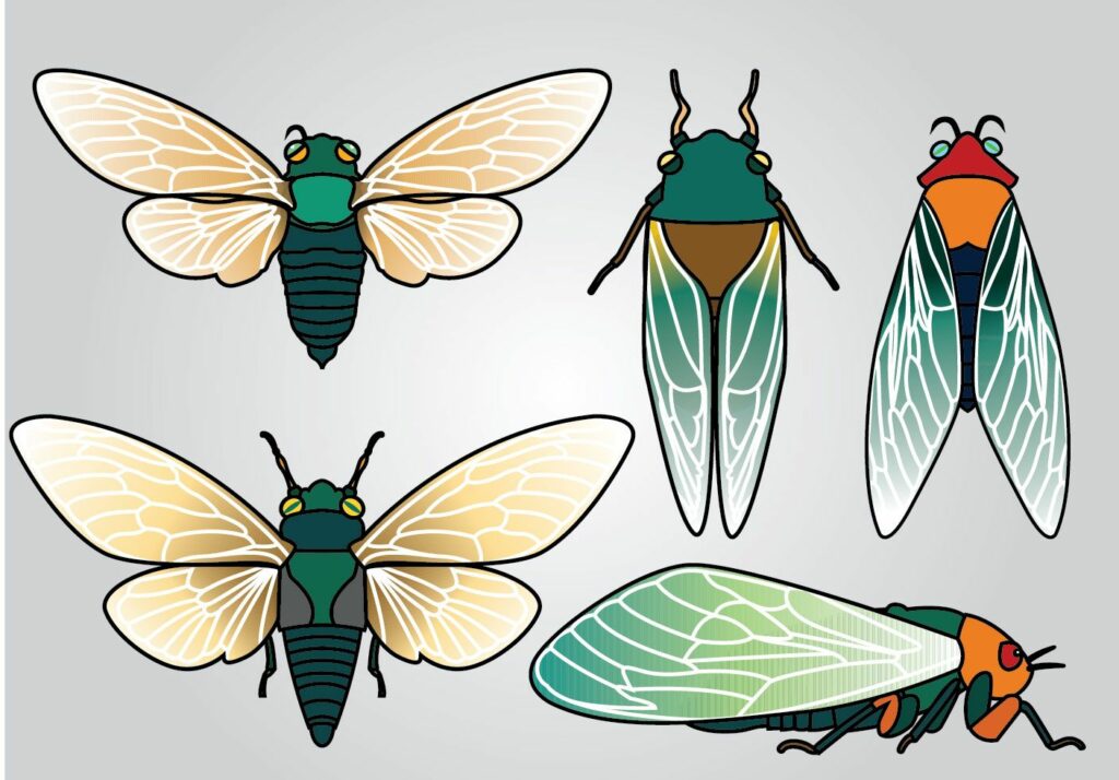 Cicada Tattoos 57