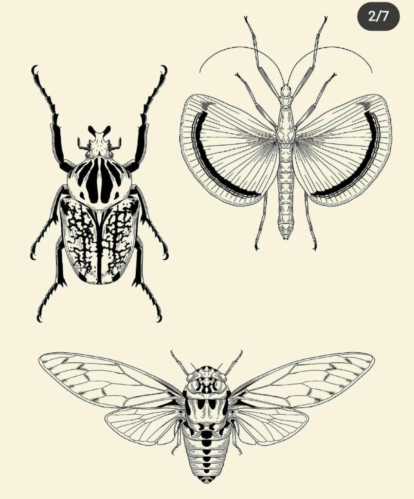 Cicada Tattoos 60