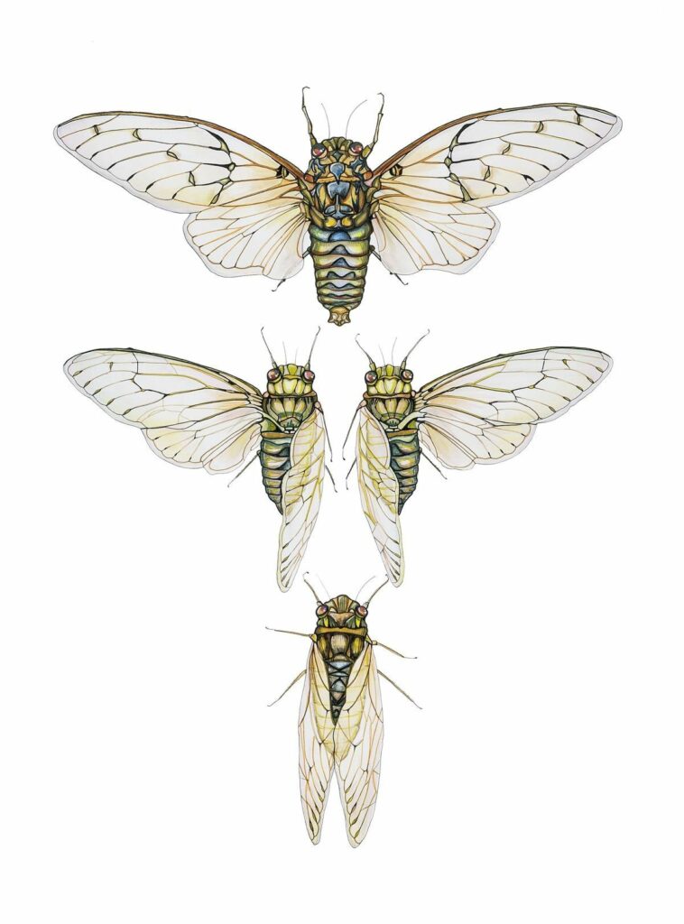 Cicada Tattoos 69