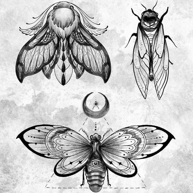 Cicada Tattoos 87