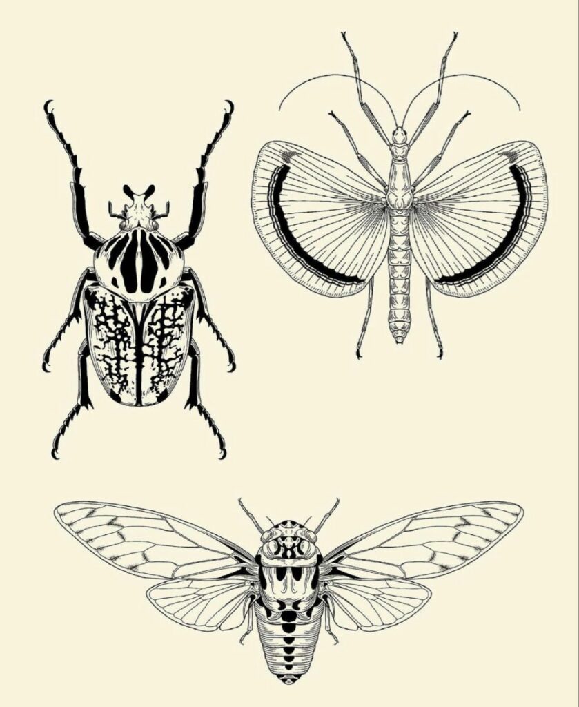 Cicada Tattoos 91
