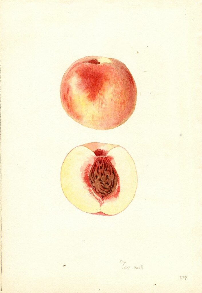 Peach Tattoos 131