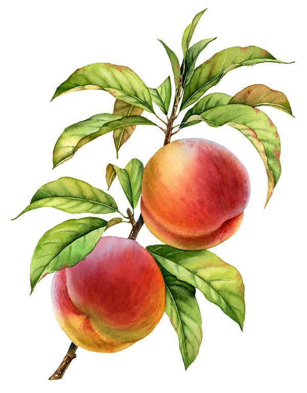 Peach Tattoos 160