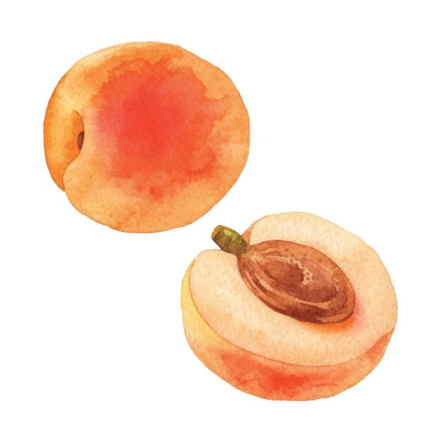 Vector Illustration Of Apricot.