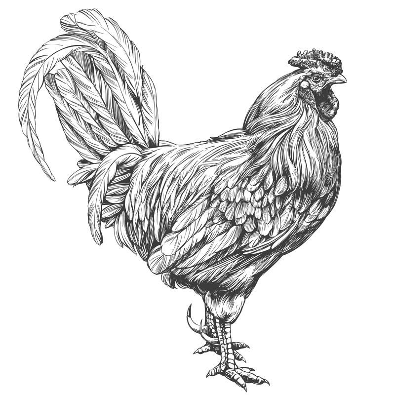 Rooster Tattoo 114