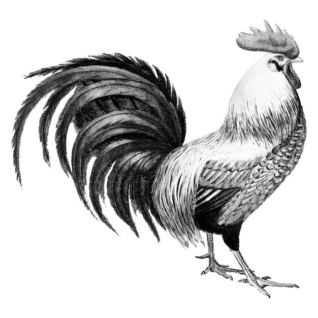 Rooster Tattoo 209