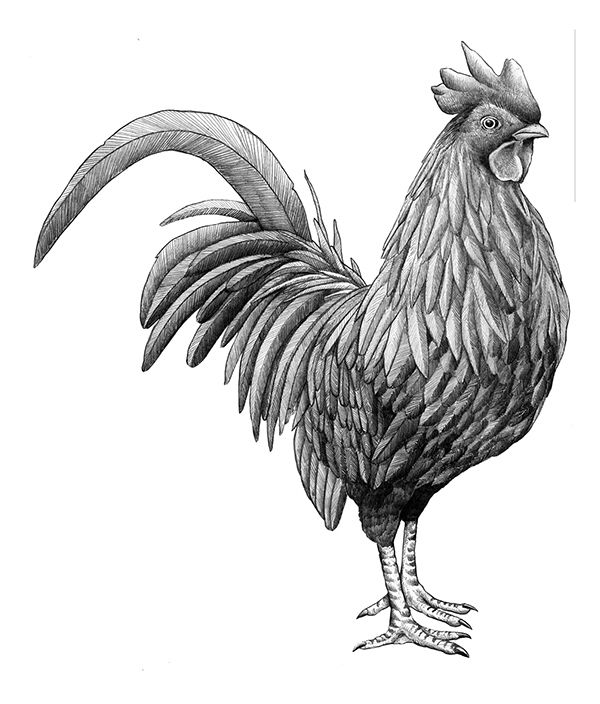Rooster Tattoo 220