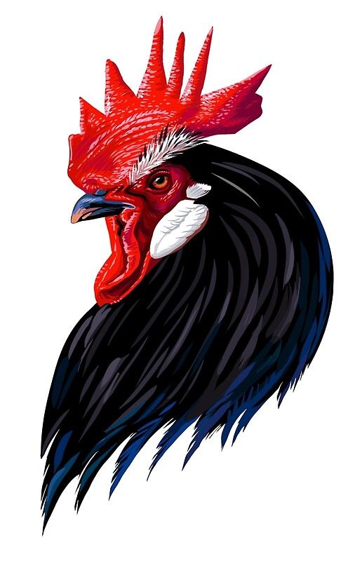 Rooster Tattoo 247