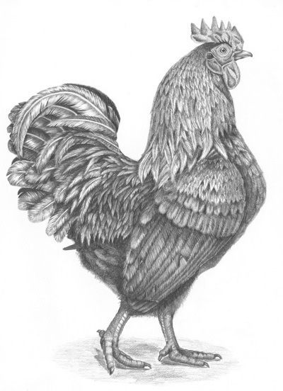 Rooster Tattoo 310
