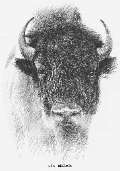 Bison Tattoo 150