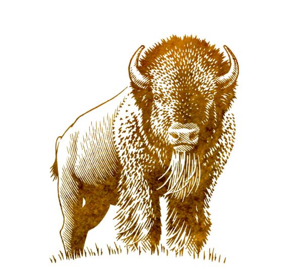 Bison Tattoo 155