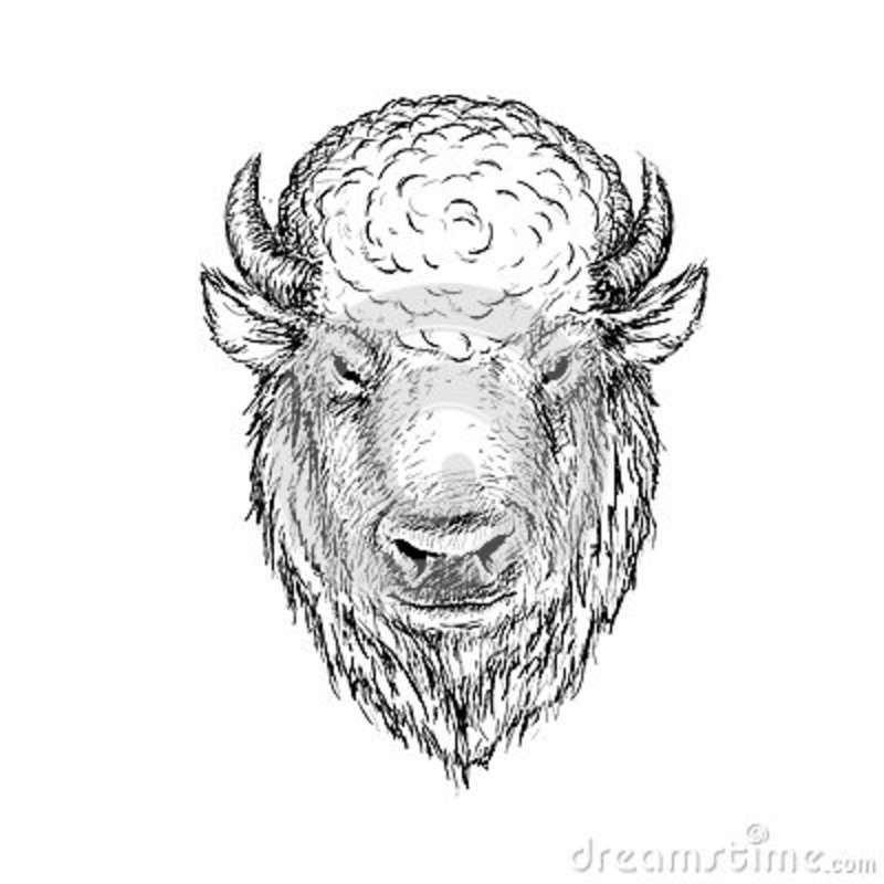 Bison Tattoo 157