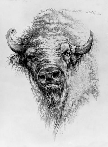 Bison Tattoo 179